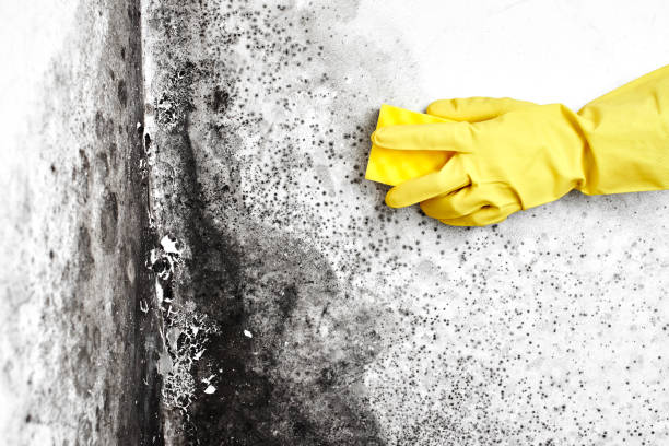 Best Airborne Mold Testing  in West Hempstead, NY