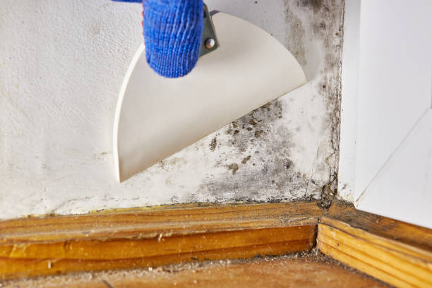 Best Mold Documentation for Insurance Claims  in West Hempstead, NY