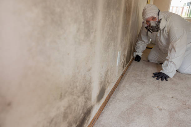 Best Crawl Space Mold Remediation  in West Hempstead, NY